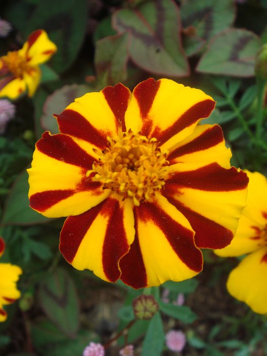 Tagetes patula 'Mr Majestic' fleur